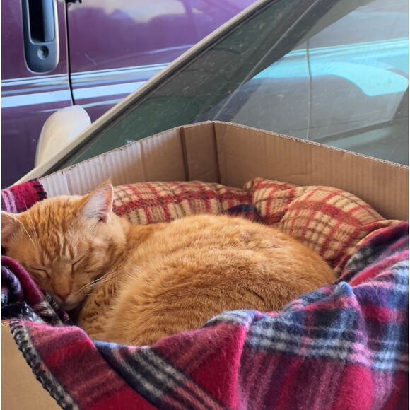 Vintage Bath towel Set Royal Terry California Royal Treasure in Original Package - Picture 9 of 9